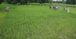 A louer : terrain plat à Bamako en bordure du fleuve et du marigot A louer : terrain plat à Bamako en bordure du fleuve et du marigot