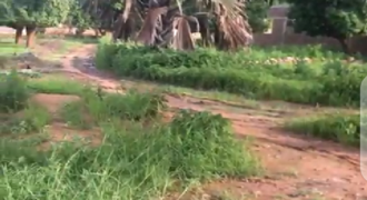 Champ d&rsquo;un hectare à vendre – Djicoroni Coura, Bamako