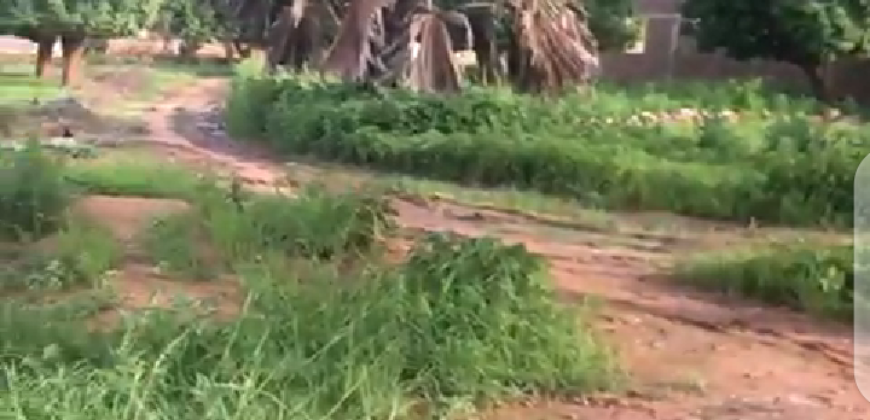 Champ d&rsquo;un hectare à vendre – Djicoroni Coura, Bamako