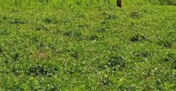 A vendre des Parcelles de terrains en face des Logements sociaux de N’tabakoro A vendre des Parcelles de terrains en face des Logements sociaux de N’tabakoro