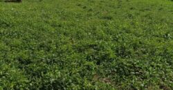 A vendre des Parcelles de terrains en face des Logements sociaux de N’tabakoro A vendre des Parcelles de terrains en face des Logements sociaux de N’tabakoro