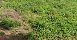 A vendre des Parcelles de terrains en face des Logements sociaux de N’tabakoro A vendre des Parcelles de terrains en face des Logements sociaux de N’tabakoro