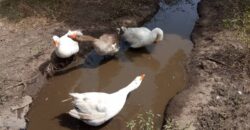 CHAMP A VENDRE A BAGUINEDA: 3 HECTARES TITRE FONCIER CHAMP A VENDRE A BAGUINEDA: 3 HECTARES TITRE FONCIER