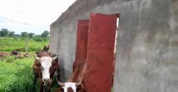 CHAMP A VENDRE A SANANKOROBA: 3 HECTARES TITRE PROVISOIRE CHAMP A VENDRE A SANANKOROBA: 3 HECTARES TITRE PROVISOIRE