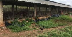 CHAMP OU TERRAIN A VENDRE A KOINGODIAN, 1 HECTARE, TITRE FONCIER CHAMP OU TERRAIN A VENDRE A KOINGODIAN, 1 HECTARE, TITRE FONCIER