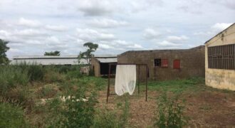 Champ aménagé d&rsquo;un hectare à vendre – Koïngodian