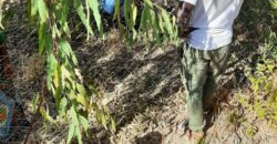 Ferme agricole clôturée de 1,1 hectare avec forage solaire à vendre – Sébéla, Baguinéda Ferme agricole clôturée de 1,1 hectare avec forage solaire à vendre – Sébéla, Baguinéda