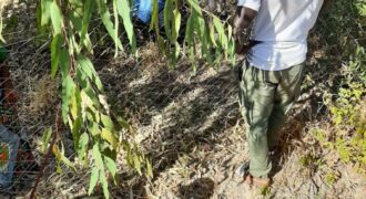 Ferme agricole clôturée de 1,1 hectare avec forage solaire à vendre – Sébéla, Baguinéda