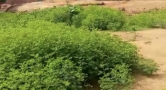 ACHAT TERRAIN À KANADJIGUILA BAMAKO