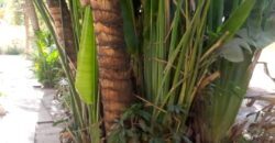 Location de villa non meublée avec piscine à Badalabougou Est Location de villa non meublée avec piscine à Badalabougou Est