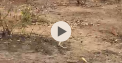 TERRAINS TITRE FONCIER À VENDRE À SENOU DIATOULA TERRAINS TITRE FONCIER À VENDRE À SENOU DIATOULA