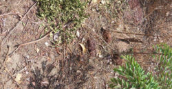 2 lots de terrains collés à vendre à Banankoro-cité des gendarmes 2 lots de terrains collés à vendre à Banankoro-cité des gendarmes