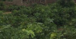 A vendre 4 Parcelles 15/20 à 400 mètres du marché de Missala Sapeur A vendre 4 Parcelles 15/20 à 400 mètres du marché de Missala Sapeur