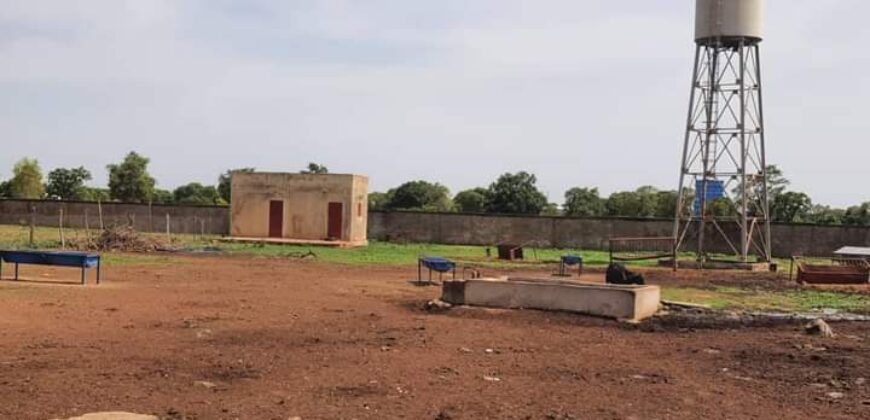Champ de 5 hectares planté avec enclos à vendre – Sanankoroba