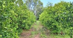 CHAMP À VENDRE À MORIBABOUGOU CHAMP À VENDRE À MORIBABOUGOU