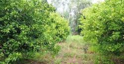 CHAMP À VENDRE À MORIBABOUGOU CHAMP À VENDRE À MORIBABOUGOU