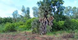 CHAMP À VENDRE À MORIBABOUGOU CHAMP À VENDRE À MORIBABOUGOU