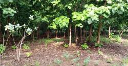 CHAMP À VENDRE À MORIBABOUGOU CHAMP À VENDRE À MORIBABOUGOU