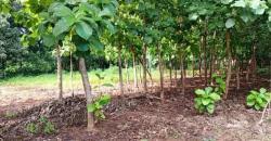 CHAMP À VENDRE À MORIBABOUGOU CHAMP À VENDRE À MORIBABOUGOU