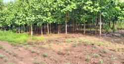 CHAMP À VENDRE À MORIBABOUGOU CHAMP À VENDRE À MORIBABOUGOU