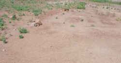 Terrain plat de 367 m² à vendre – Moribabougou, près du marché Terrain plat de 367 m² à vendre – Moribabougou, près du marché
