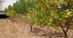 Champ à vendre à Samayana sur la route de Kangaba Champ à vendre à Samayana sur la route de Kangaba