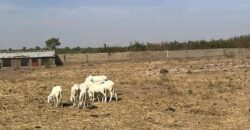 Champ de 2,5 hectares en titre foncier à vendre – Zantiguila Champ de 2,5 hectares en titre foncier à vendre – Zantiguila