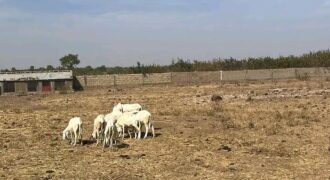 Champ de 2,5 hectares en titre foncier à vendre – Zantiguila