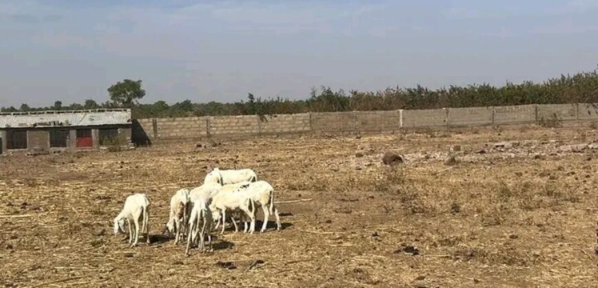 Champ de 2,5 hectares en titre foncier à vendre – Zantiguila