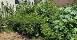 Vente terrain à Bolé Sema Vente terrain à Bolé Sema