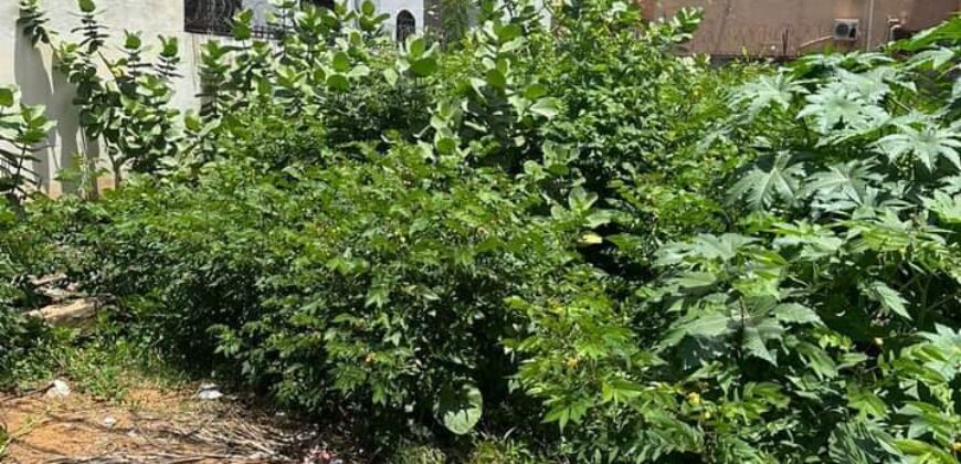 Parcelle de 300 m² en titre foncier à vendre – Bolé SEMA, près de l&rsquo;école CARNO