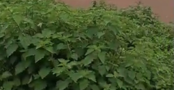 TERRAIN À VENDRE À NIAMANA TERRAIN À VENDRE À NIAMANA