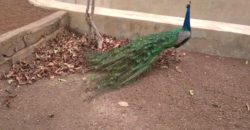 À vendre un champ de 05 hectares Zantiguila À vendre un champ de 05 hectares Zantiguila