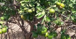 À vendre un champ de 05 hectares Zantiguila À vendre un champ de 05 hectares Zantiguila