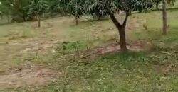 Vente champ de 27 hectares à Badougou Nafadji Vente champ de 27 hectares à Badougou Nafadji