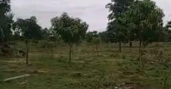 Vente champ de 27 hectares à Badougou Nafadji Vente champ de 27 hectares à Badougou Nafadji