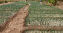 Champ de 5 hectares en titre foncier à vendre – Zantiguila, avec forage et verger Champ de 5 hectares en titre foncier à vendre – Zantiguila, avec forage et verger
