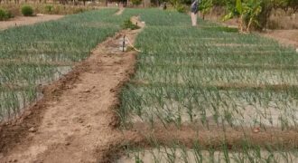 Champ de 5 hectares en titre foncier à vendre – Zantiguila, avec forage et verger
