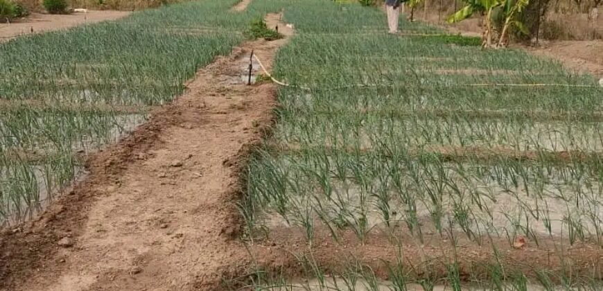 Champ de 5 hectares en titre foncier à vendre – Zantiguila, avec forage et verger