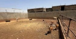 Vente une cour clôturée à Siracoro Vente une cour clôturée à Siracoro