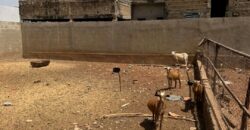 Vente une cour clôturée à Siracoro Vente une cour clôturée à Siracoro