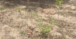 Champ de 9 hectares planté et équipé à vendre – Darani Champ de 9 hectares planté et équipé à vendre – Darani