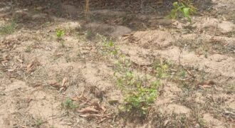 Champ de 9 hectares planté et équipé à vendre – Darani