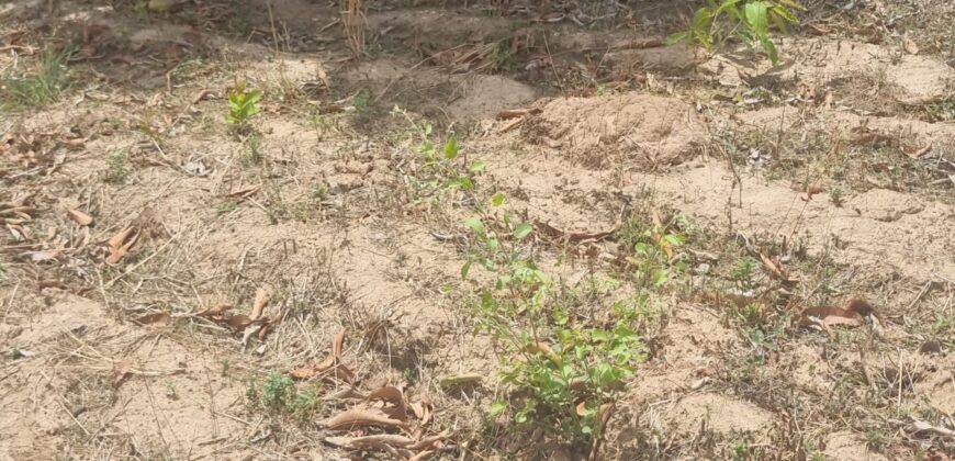 Champ de 9 hectares planté et équipé à vendre – Darani