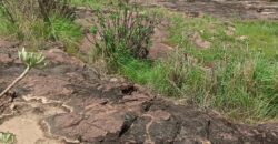 06 Titres Fonciers Individuel/Foura Tienfala – /Koulikoro, Mali 06 Titres Fonciers Individuel/Foura Tienfala – /Koulikoro, Mali