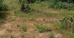 06 Titres Fonciers Individuel/Foura Tienfala – /Koulikoro, Mali 06 Titres Fonciers Individuel/Foura Tienfala – /Koulikoro, Mali