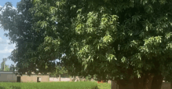 VENDRE À NIAMANA TERRAIN 30/25 ( 18 MILLIONS FCFA) VENDRE À NIAMANA TERRAIN 30/25 ( 18 MILLIONS FCFA)