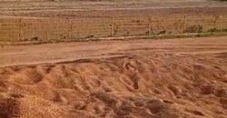 🌿 Champ de 1 Hectare avec Titre Foncier à Vendre – Kayo 🌿 🌿 Champ de 1 Hectare avec Titre Foncier à Vendre – Kayo 🌿