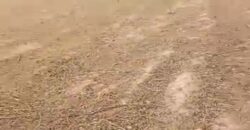 🌿 Champ de 5 Hectares avec Titre Foncier à Vendre – Kassela 🌿 🌿 Champ de 5 Hectares avec Titre Foncier à Vendre – Kassela 🌿