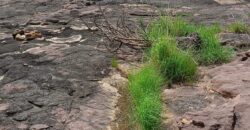 06 LOTS Collés-Foura Tienfala – /Koulikoro, Mali 06 LOTS Collés-Foura Tienfala – /Koulikoro, Mali